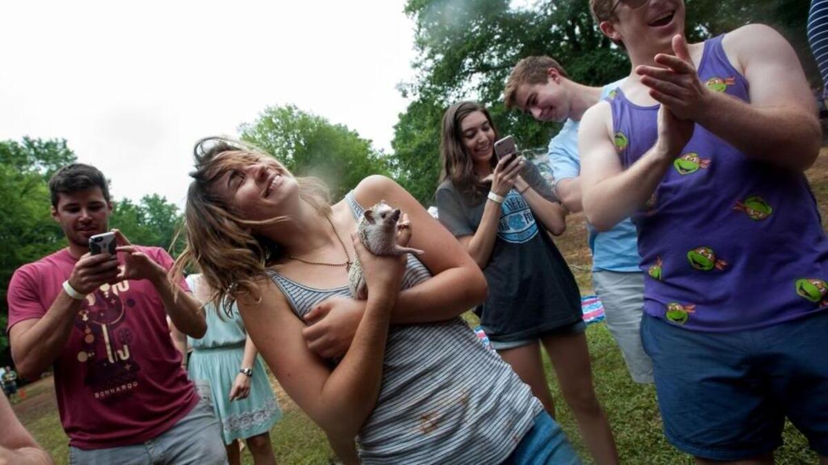 A concertgoer dances with a hedgehog in this 2016 photo of the Festival for the Eno.