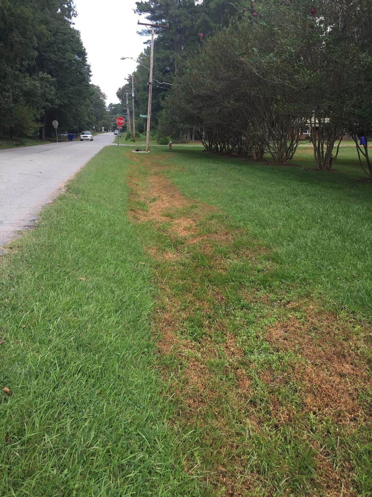 A fuel oil spill in the Plantation Acres neighborhood in Carrboro killed grass in ditches leading to Tom’s Creek.