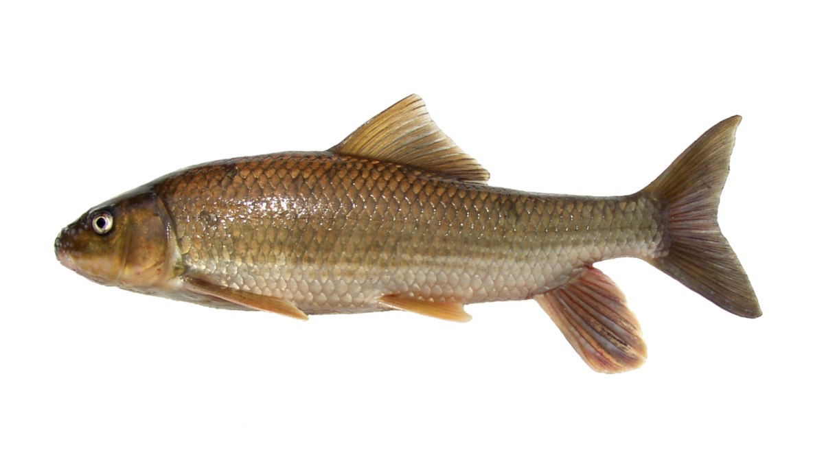 The Carolina redhorse grows up to two feet long and is found in the Cape Fear and Yadke-Pee Dee river basins.