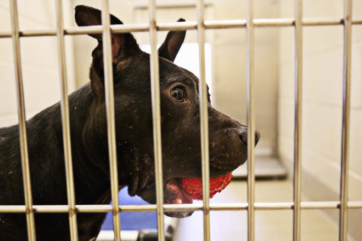 Eighteen of the 30 dogs seized showed visible signs of being harbored for dogfighting: clipped ears, puncture wounds and scars. They were automatically deemed dangerous under state law and will be euthanized.