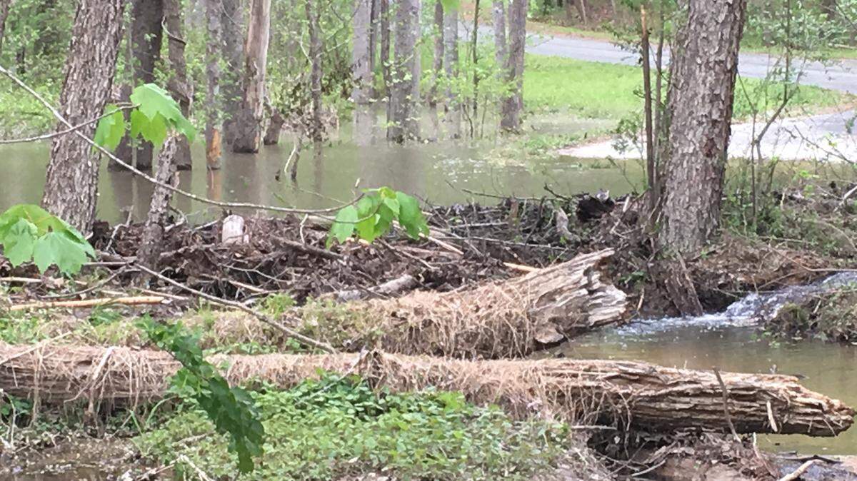 A beaver dam has created a pond between the Briar Chapel and Polk's Landing neighborhoods in Chatham County. The recent heavy rains have filled the pond to the point that it almost reaches the end of Creeks Edge Road in Polk's Landing.