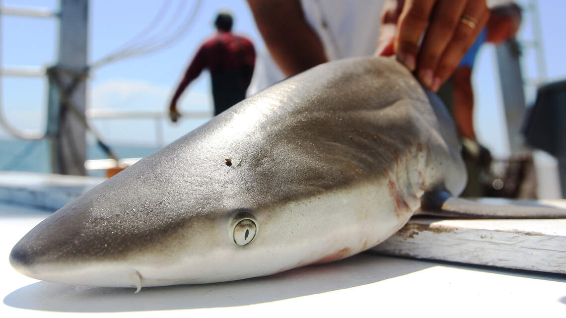 Squeezing shark heads for science could lead to new antibiotics