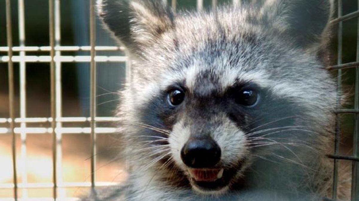A raccoon.