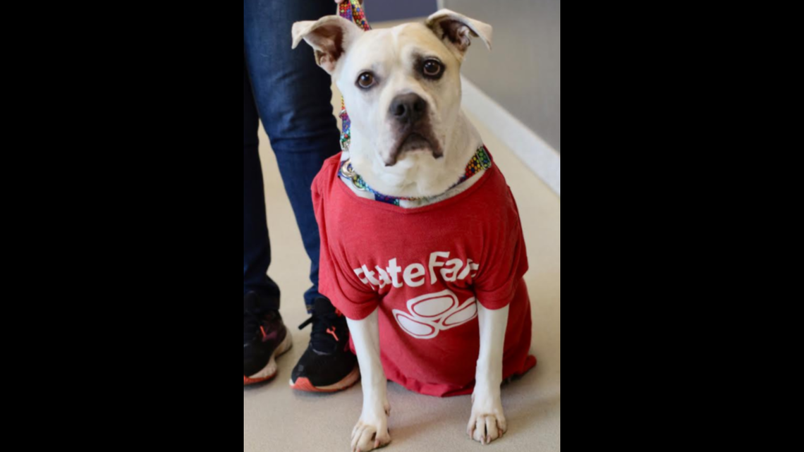 The saga of an unlucky North Carolina dog named Jake from State Farm has gotten its happy ending, thanks in part to national news coverage that brought in adoption offers from coast to coast.