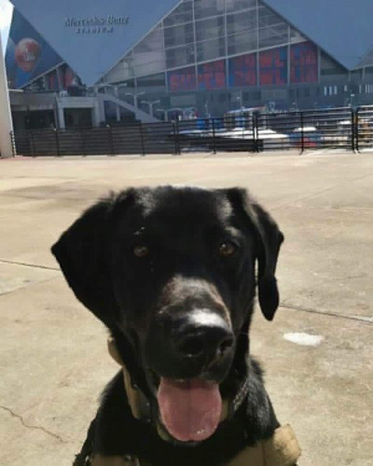 Barkley, a dog that is trained to track odors released by explosive materials, will be in Atlanta this weekend for the Super Bowl with the Raleigh company Stealth Vigilance K-9.