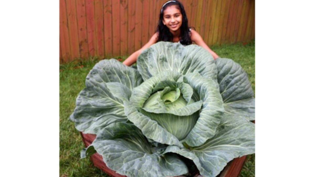 Harini Nirmalkumar of Morrisville grew a cabbage that weighed in at 24.7 pounds last year won a contest sponsored by Bonnie Plants.