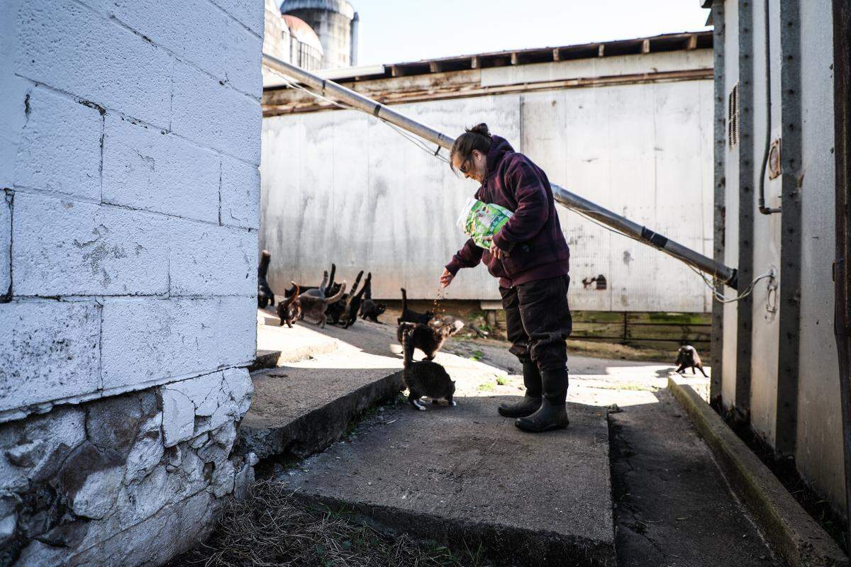 Sarah Holt, owner of Teer Farm in Orange County, feeds a large group of barn cats on Friday, Nov. 16, 2018. Holt and a family member worked with Orange County Animal Services to get rabies shots and sterilization for 60 cats.