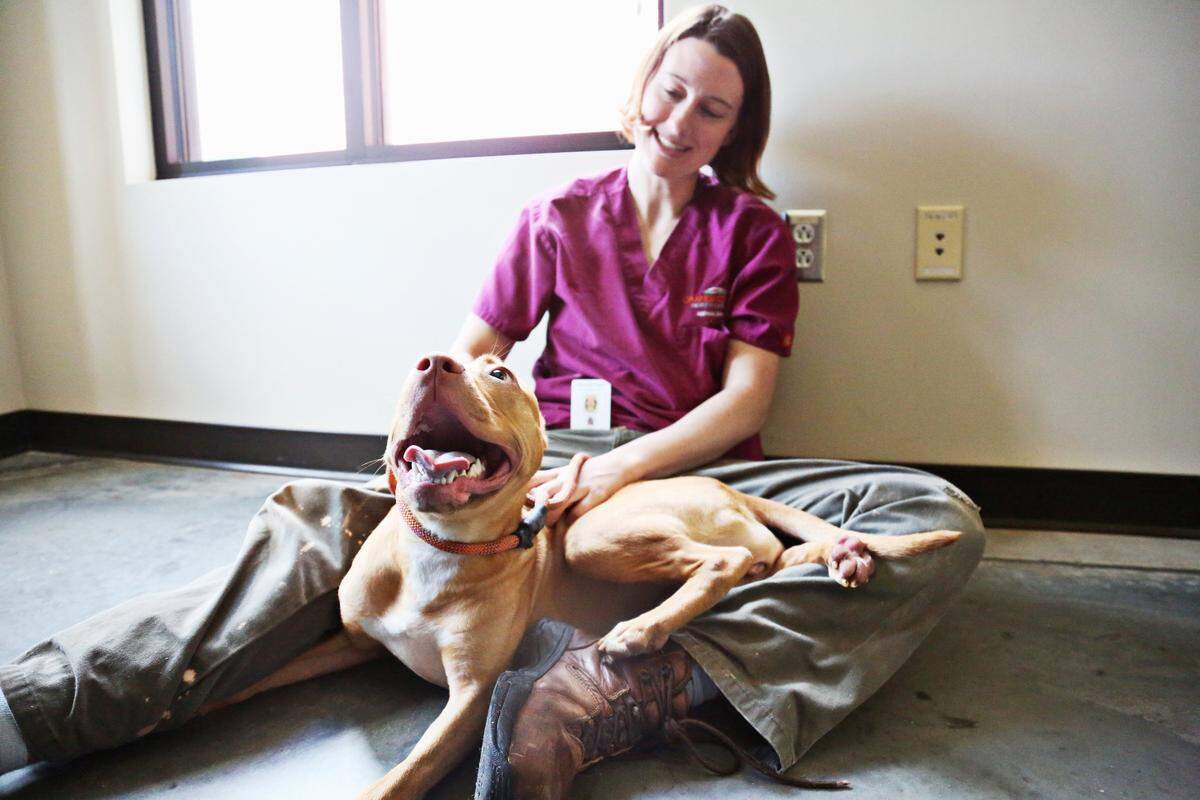 Orange County Animal Services animal care supervisor Isabel Bukovnik plays with Melon, one of the 30 pit bulls seized from a Rougemont property with a fighting ring, on June 22, 2018. Melon is one of eight dogs who passed behavioral evaluations and can be re-homed.