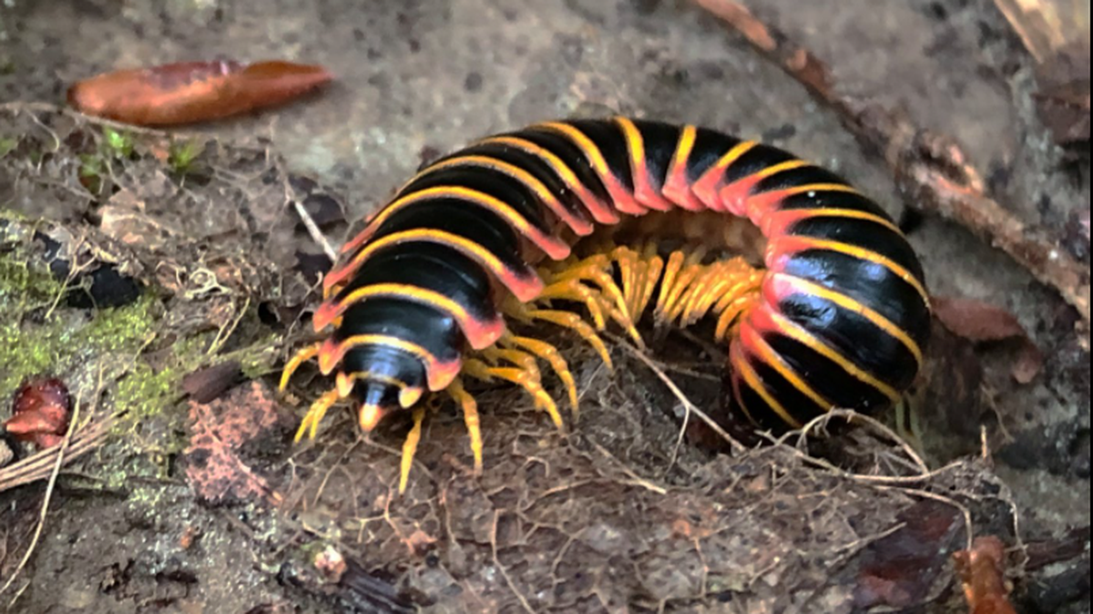 Centipede, millipede or silverfish? Here’s how to get them out of your house