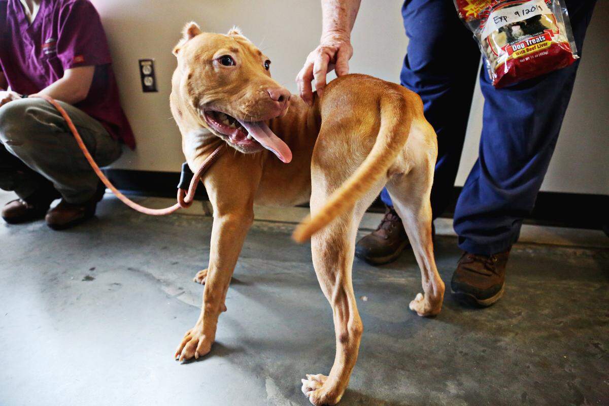 Melon is one of the 30 pit bulls seized from a Rougemont property with a fighting ring. Melon is one of eight dogs who passed behavioral evaluations and can be re-homed.
