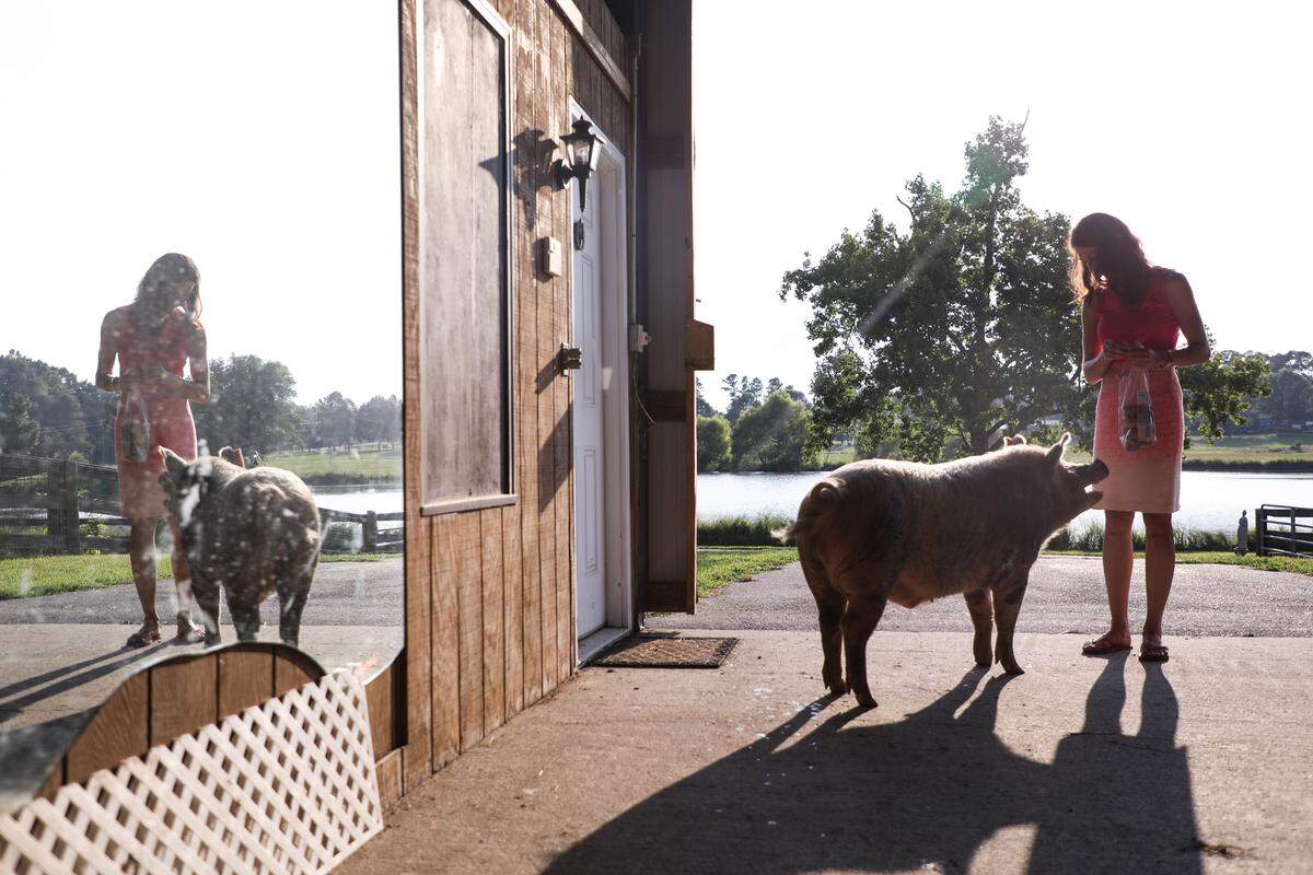 Alesja Daehnrich feeds Toby the pig bagels inside the barn at Blind Spot Animal Sanctuary, a farm animal rescue she runs with her husband Alex, on Thursday, July 12, 2018.