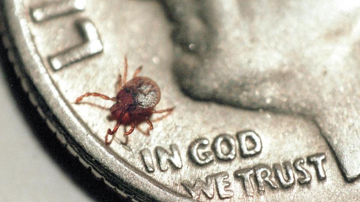 Ticks are small. Health officials say the best way to avoid Lyme disease and other tick-borne illnesses is to keep from getting bit by them.