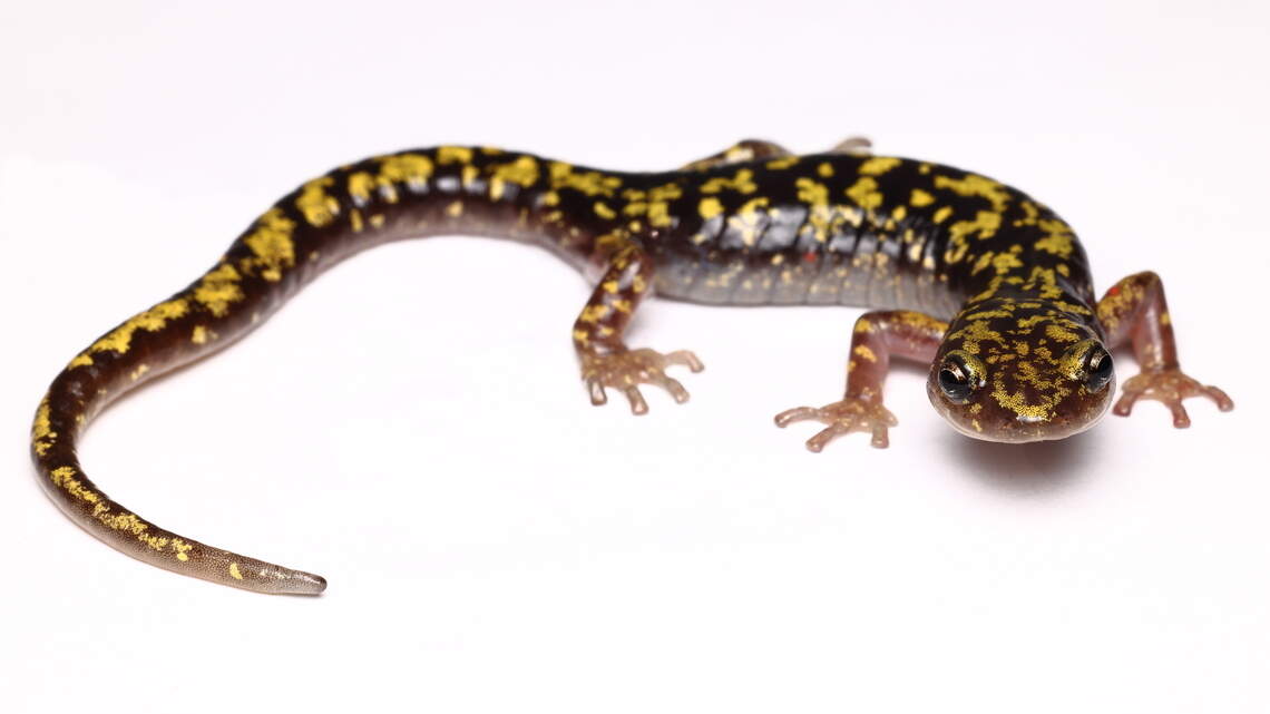NC’s rarest salamander was hanging on by a thread. Then Helene hit.