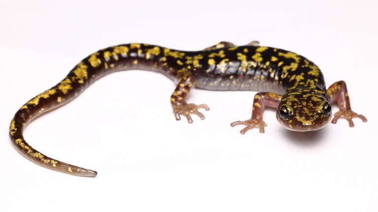 NC’s rarest salamander was hanging on by a thread. Then Helene hit.