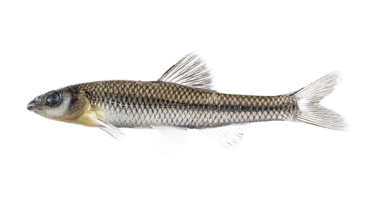 The Siouan thinlip chub is another threatened fish found mostly in N.C. and recently described by Tracy in 2024.