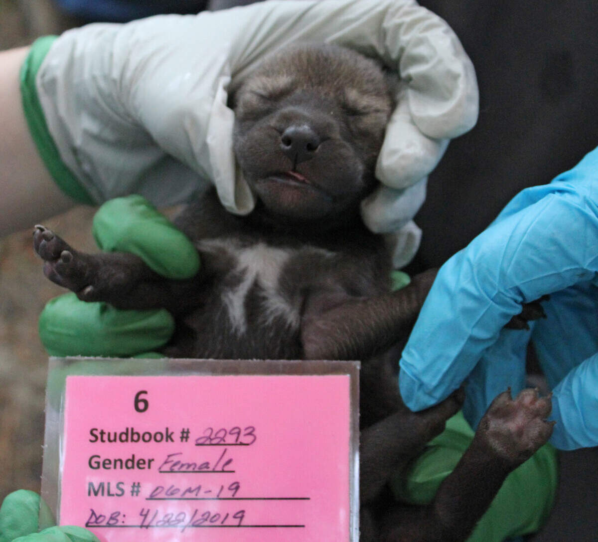 Carolina, the mother of the pups, being held by Sherry Samuels in 2019.