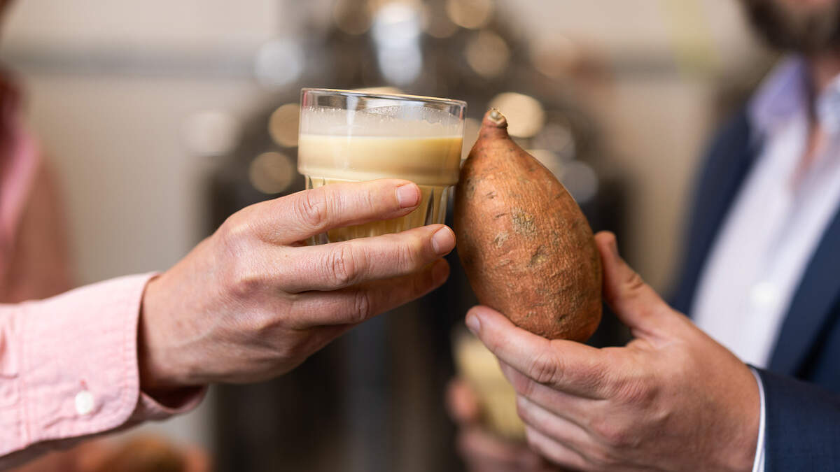 Appalachian State University researchers, backed by a $1.82 million grant, have found a new use for sweet potatoes: sweet potato milk. It features a rich texture and sweet taste with a slight tint of the signature orange hue.
