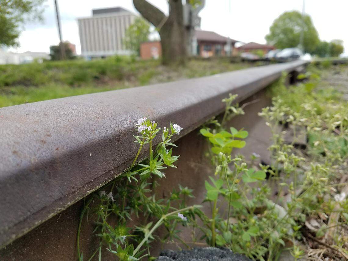 Abandoned railroad tracks near West Village in downtown Durham are covered in weeds now, but plans call for an urban trail with connection to parks, greenways and neighborhoods.