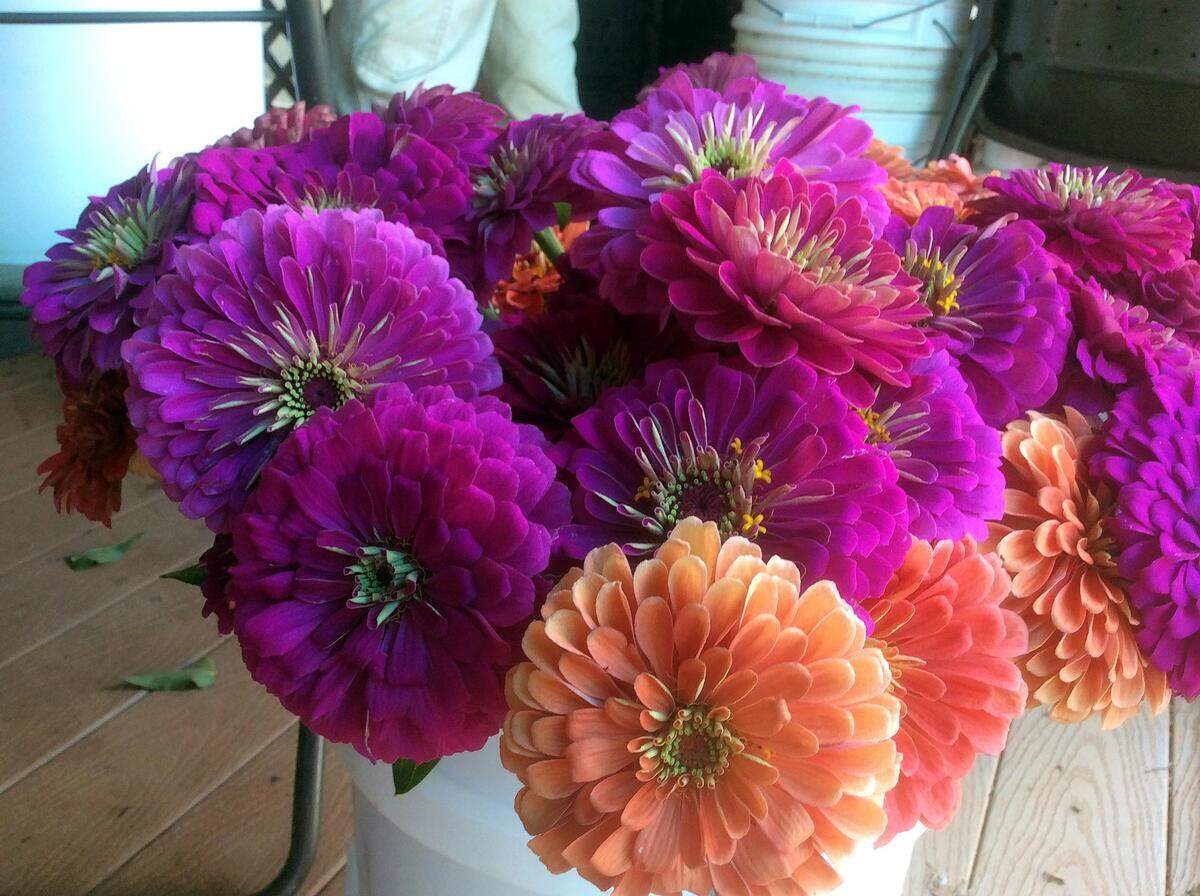 A bucket of dahlias grown by Color Fields Farm wait to be bundled and taken to market. Color Fields Farm is one of three farms based at the Breeze Farm incubator in Orange County.