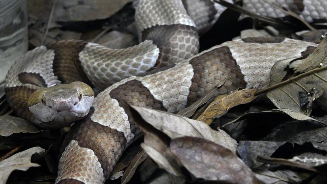 A copperhead watches visitors from its habitat at the N.C. Museum of Natural Sciences in Raleigh.