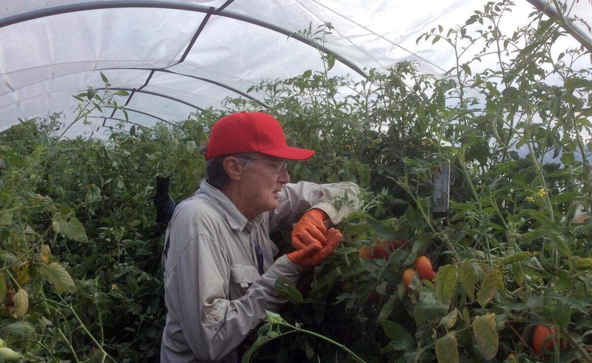 Rob Van Veld, co-owner of Sugar Hill Produce, picks ripe Juliet tomatoes growing under a hoop house on Friday, July 13, 2018, at Breeze Farm incubator. Van Veld and his wife Tracy Lafleur will move next year to their own, 40-acre farm in Cedar Grove.