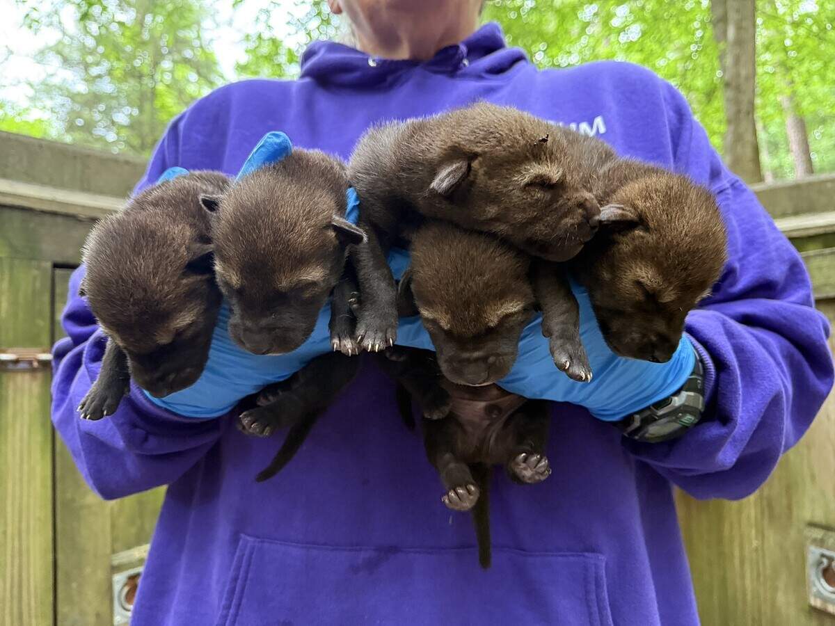 The five red wolf pups born at the museum in May.