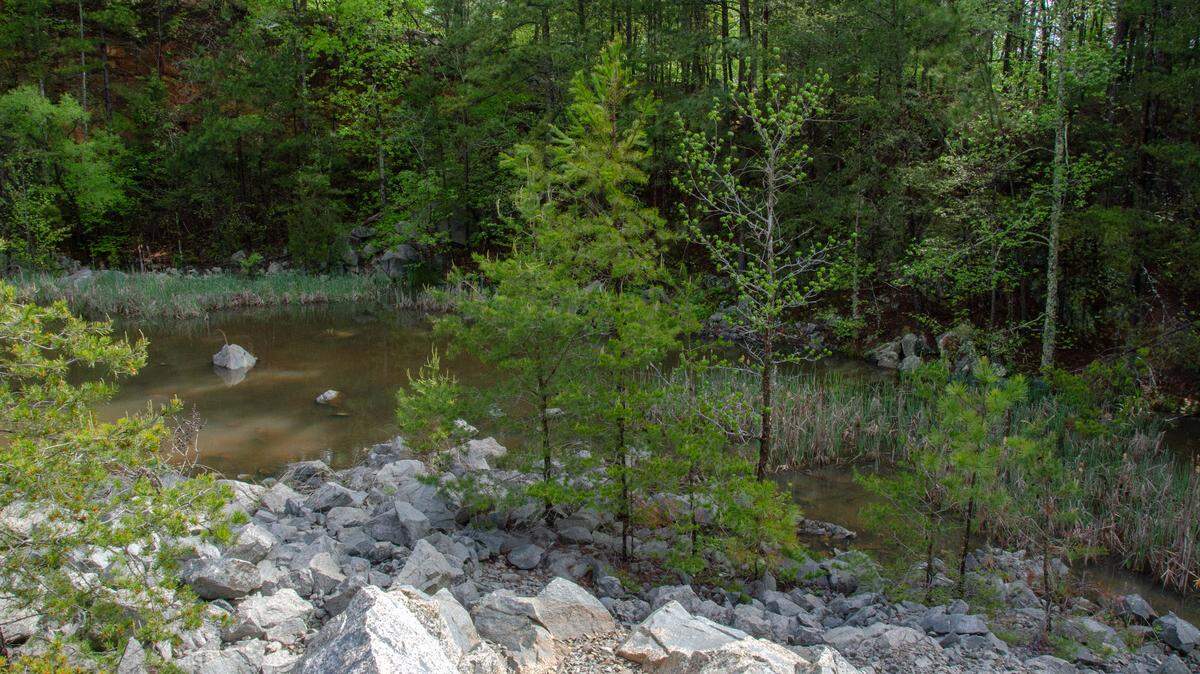 The old quarry is the site of a small but vibrant wetland community identified by the National Wetland Inventory, and is now home to the Six-Lined Racerunner Lizard