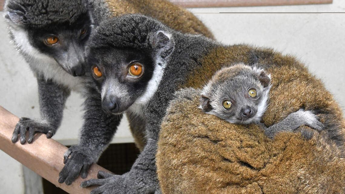 Duke Lemur Center welcomes two new babies, one critically endangered