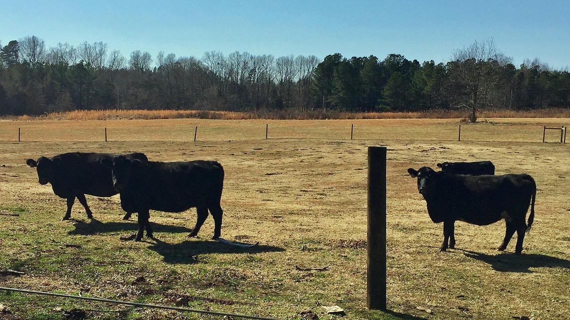 Cows graze on Billy Holloway's land within sight of the 21 acres that will be Orange County's northern campus (background). An agricultural center and park operations office are proposed immediately adjacent to Holloway's land. The proposed new county jail could be just over the horizon.
