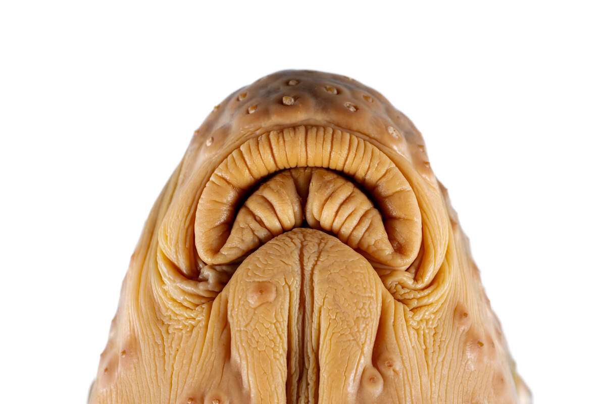 Suckers, such as the Carolina redhorse, use their unique mouthparts to vacuum and scrape food from the bottom of rivers, eating insect larvae, crustaceans, and mollusks.