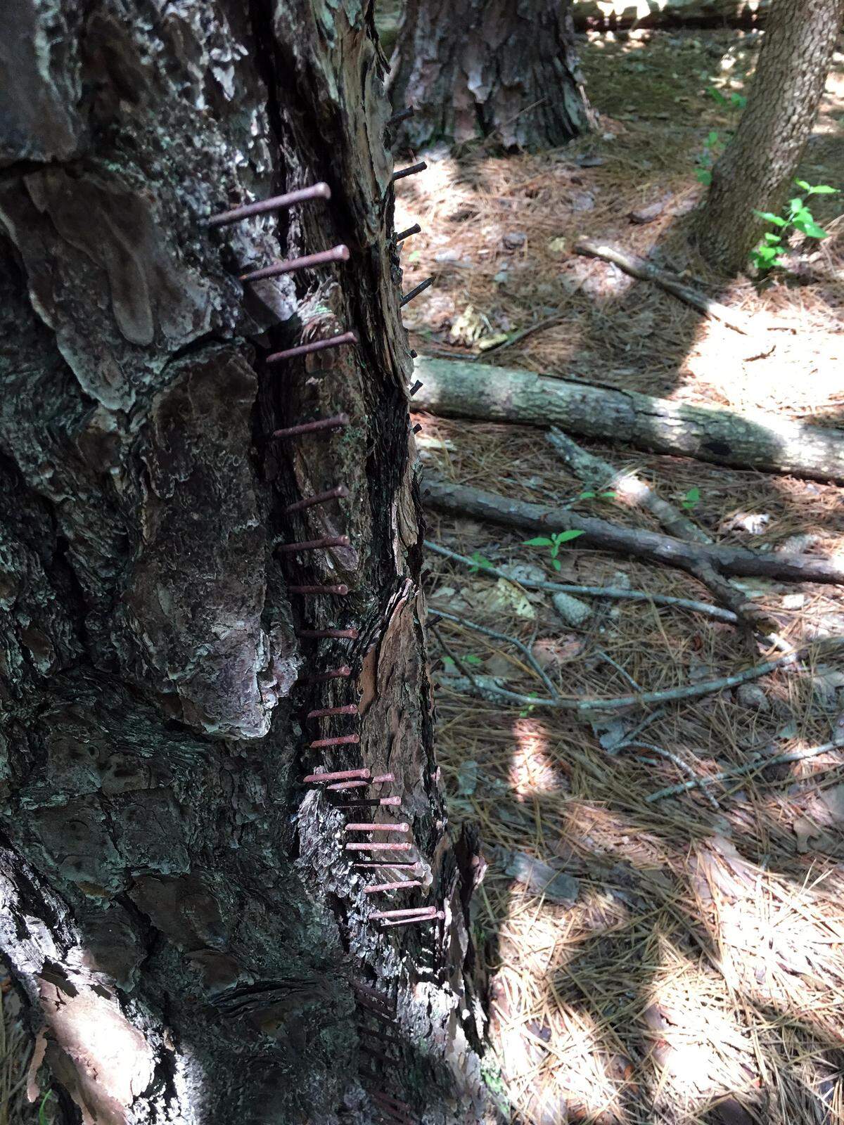 Chapel Hill town planners and property representatives found several trees like this one, studded with rows of nails, at the corner of Estes Drive and Martin Luther King Jr. Boulevard in Chapel Hill. The nail-spiking was intentional, a town landscape architect says.
