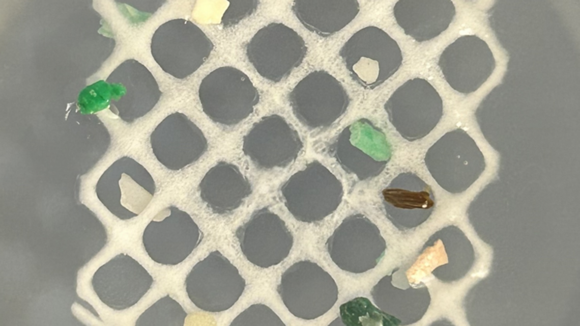 How fuzzy seaweed inspired NC State researchers to capture microplastics