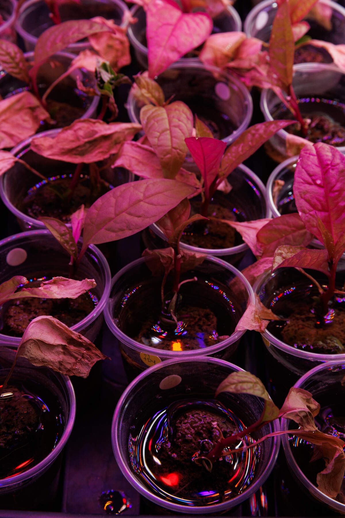 Several pokeweed plants grow in small containers in toxic AMD sludge.