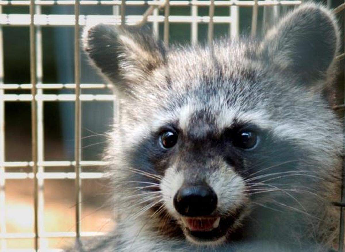 A raccoon.