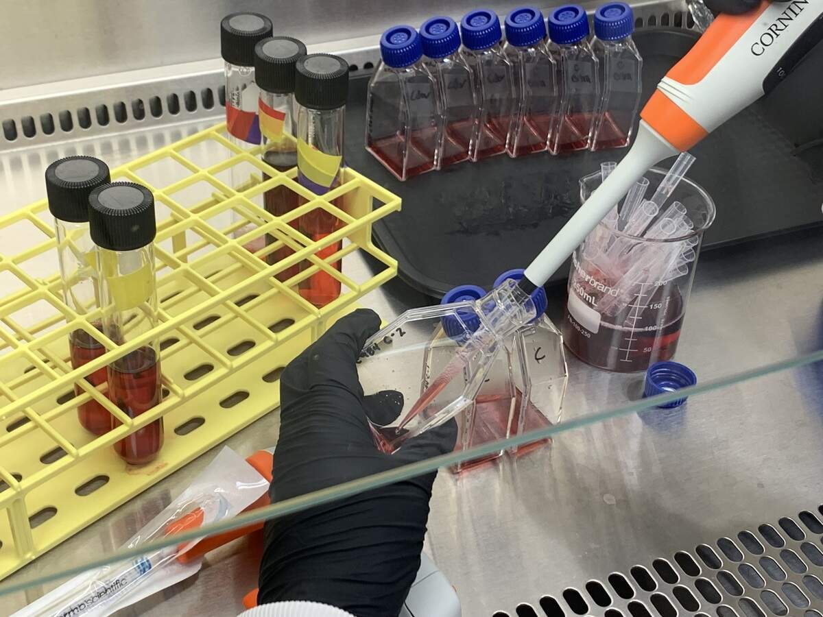 Lutackas changes the media for the threatened baby mussels she raises in the lab.
