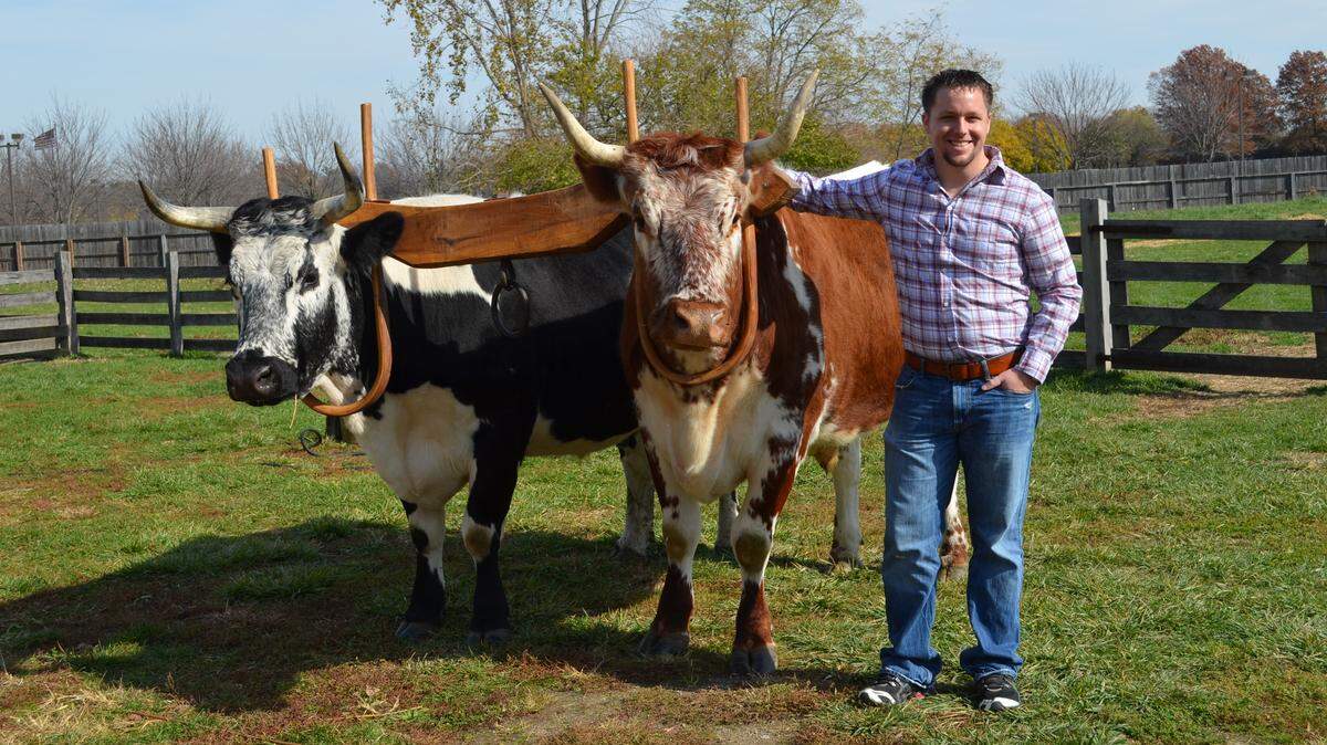 Critically endangered Randall Lineback cattle