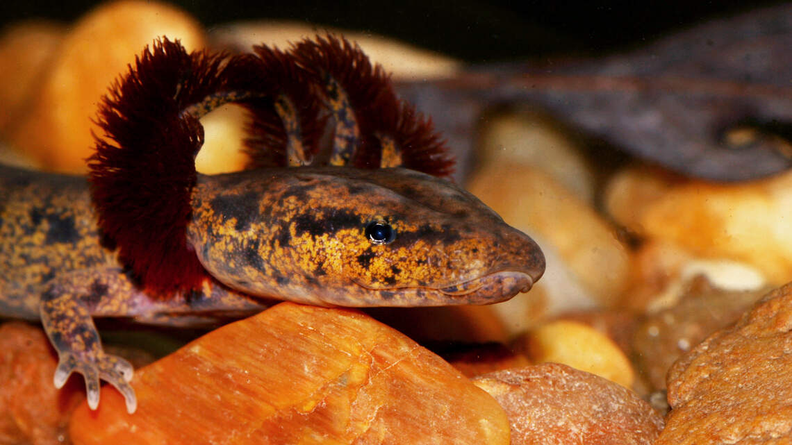 A Raleigh salamander exists nowhere else on Earth. Development is killing it.