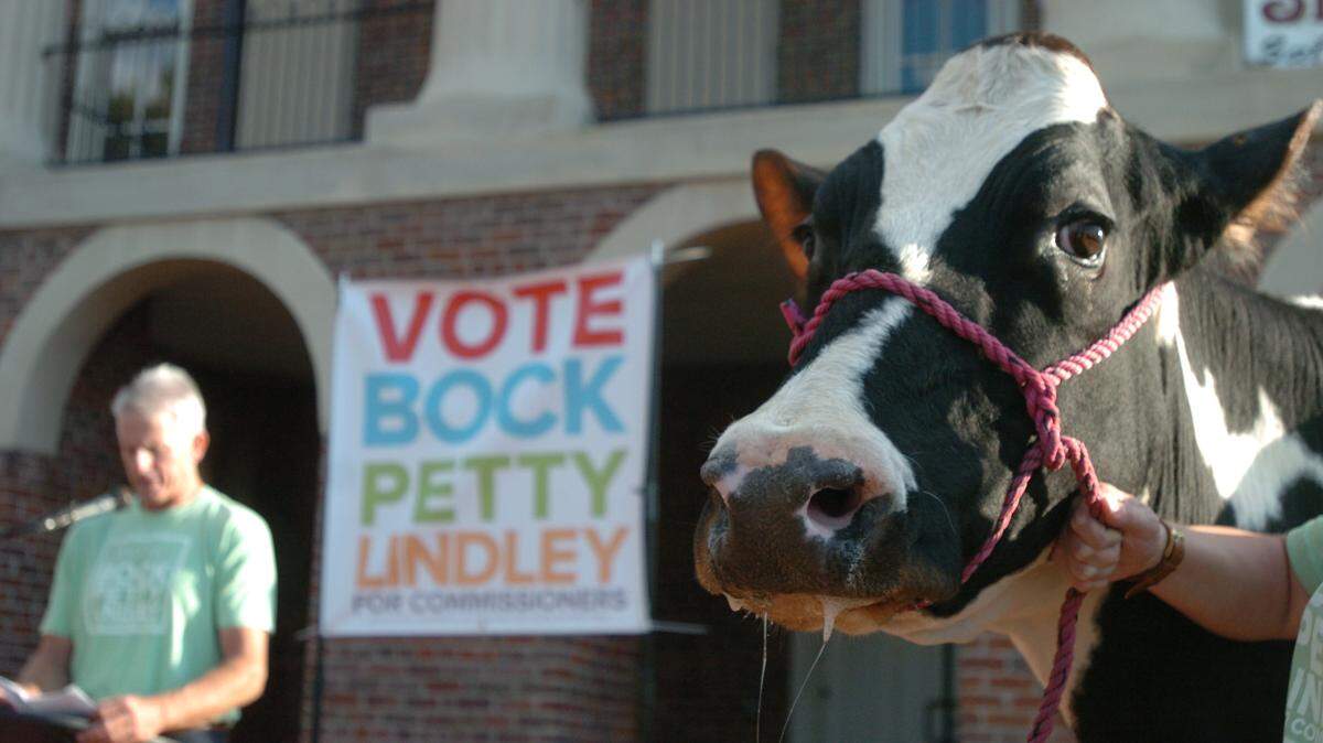 Chatham County commissioner candidate Neill Lindley brought one of his dairy cows to the historic courthouse in Pittsboro to demonstrate his rural heritage.