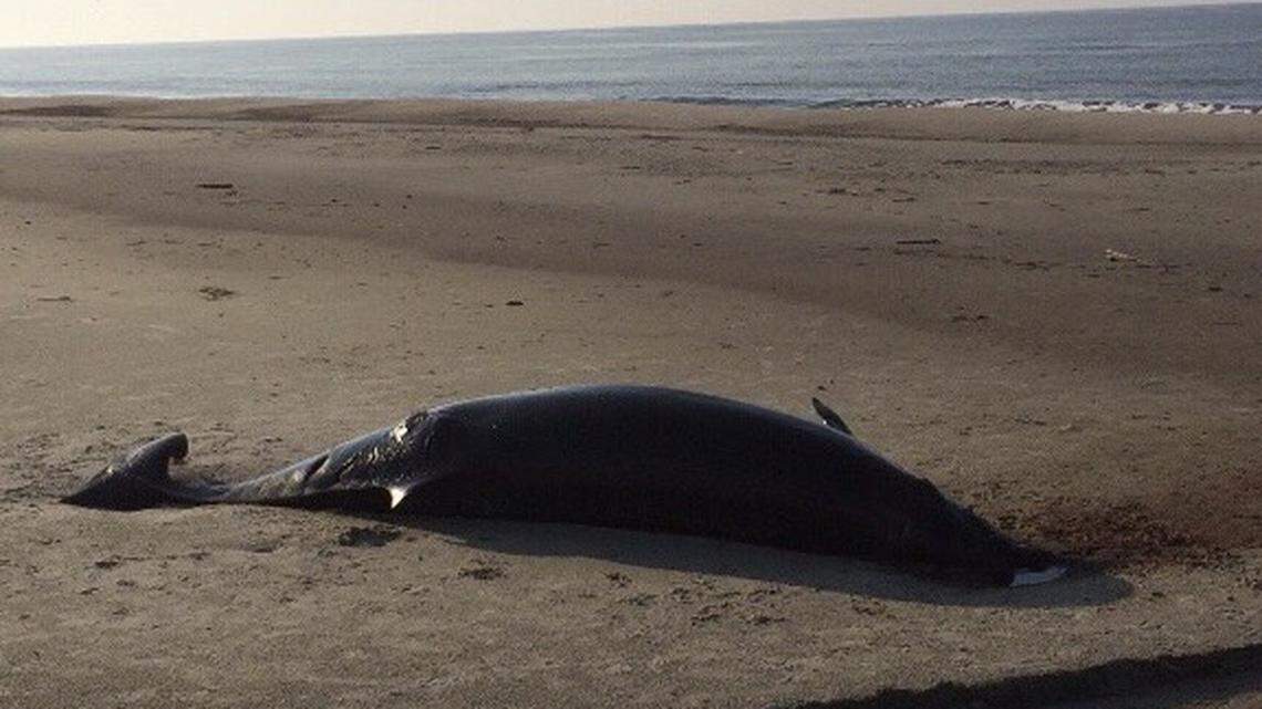 A dead whale washed up ashore in Caswell Beach, N.C., in the aftermath of Hurricane Florence.