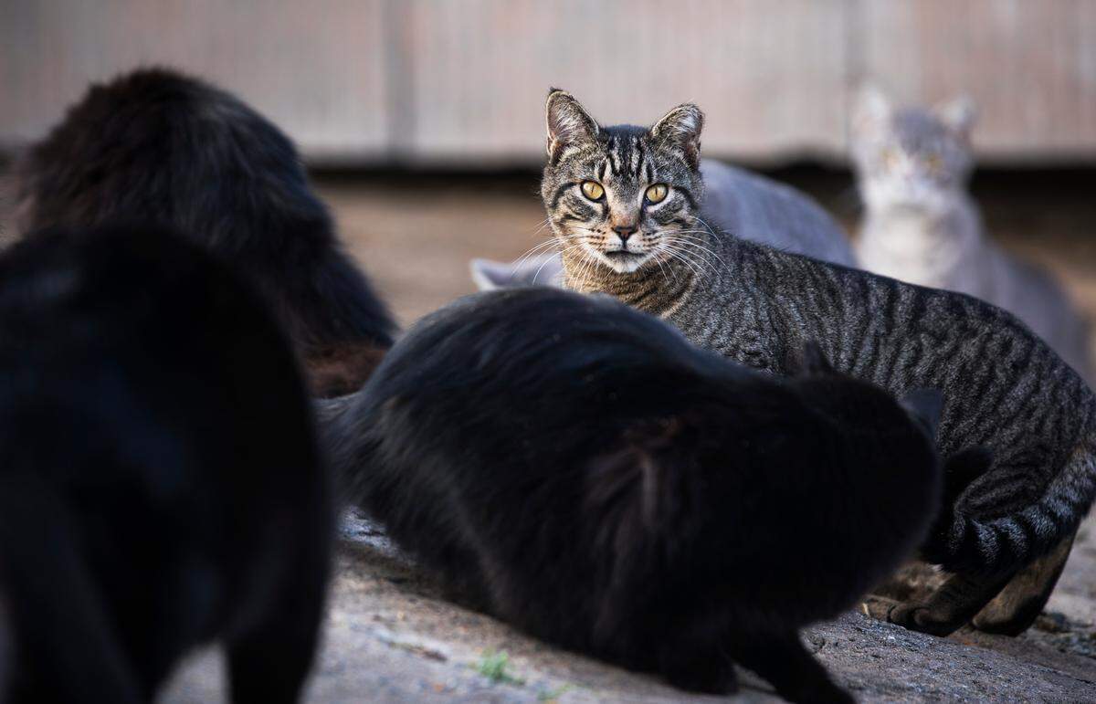 Feral barn cats gather to eat food given to them by Sarah Holt, owner of Teer Farm in Orange County, on Friday, Nov. 16, 2018. Holt and a family member worked with Orange County Animal Services to get rabies shots and sterilization for 60 cats.