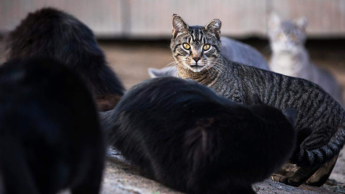 1 person exposed to rabies after contact with stray cat in Horry County, SC officials say
