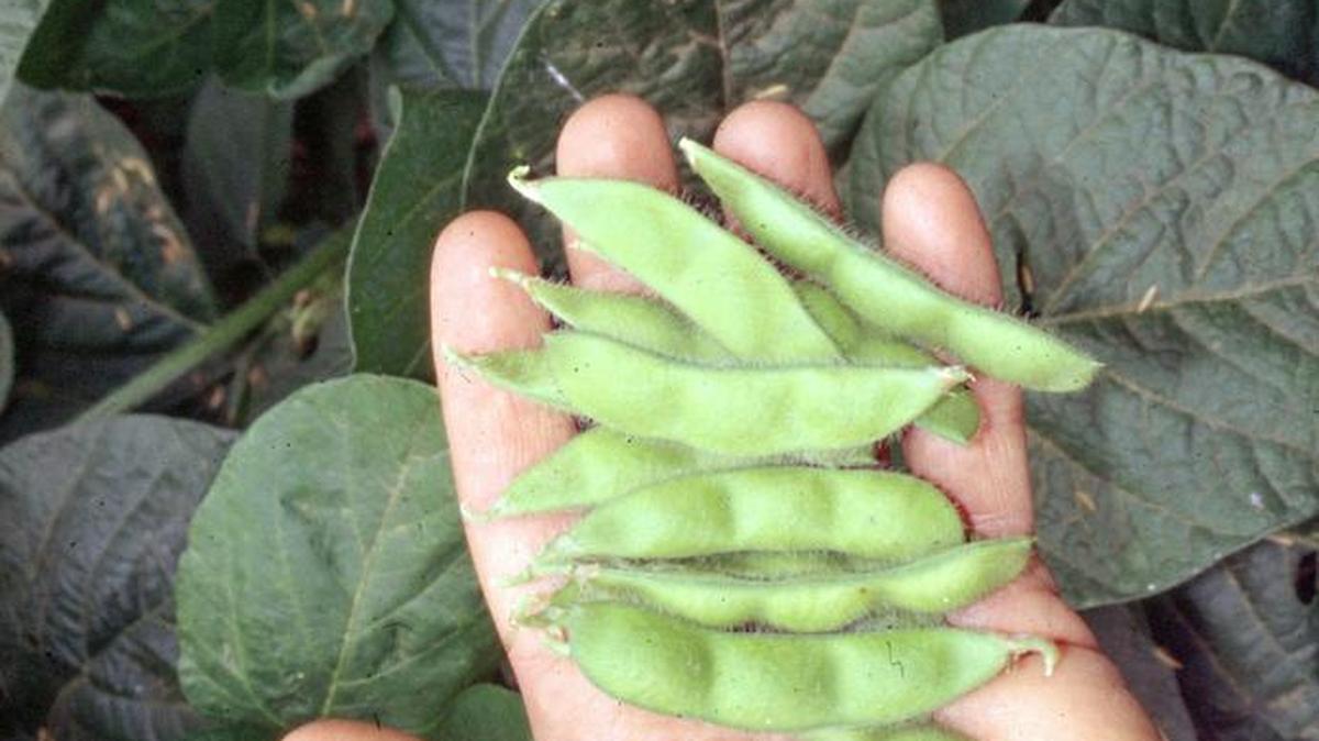 This undated photo shows edamame harvest in New Paltz, N.Y. Freshly picked, green, young soybeans, known as edamame, are easy to grow and combine the flavors and textures of fresh lima beans and peas.
