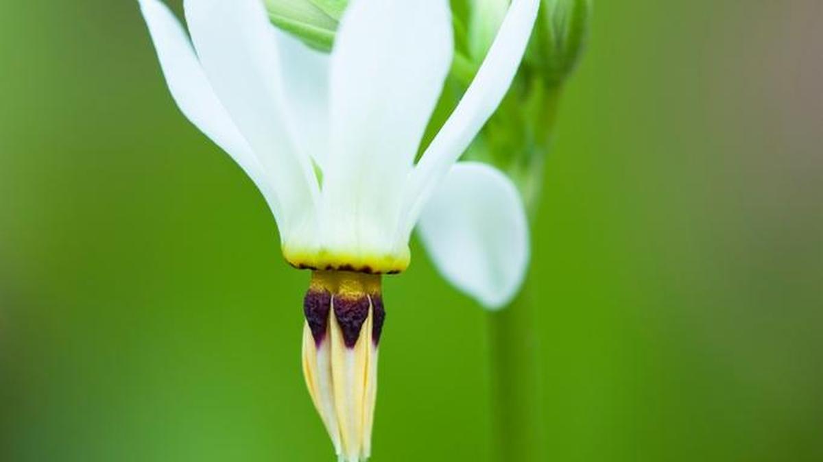 Today’s mystery plant is “Shooting star,” or Primula meadia.