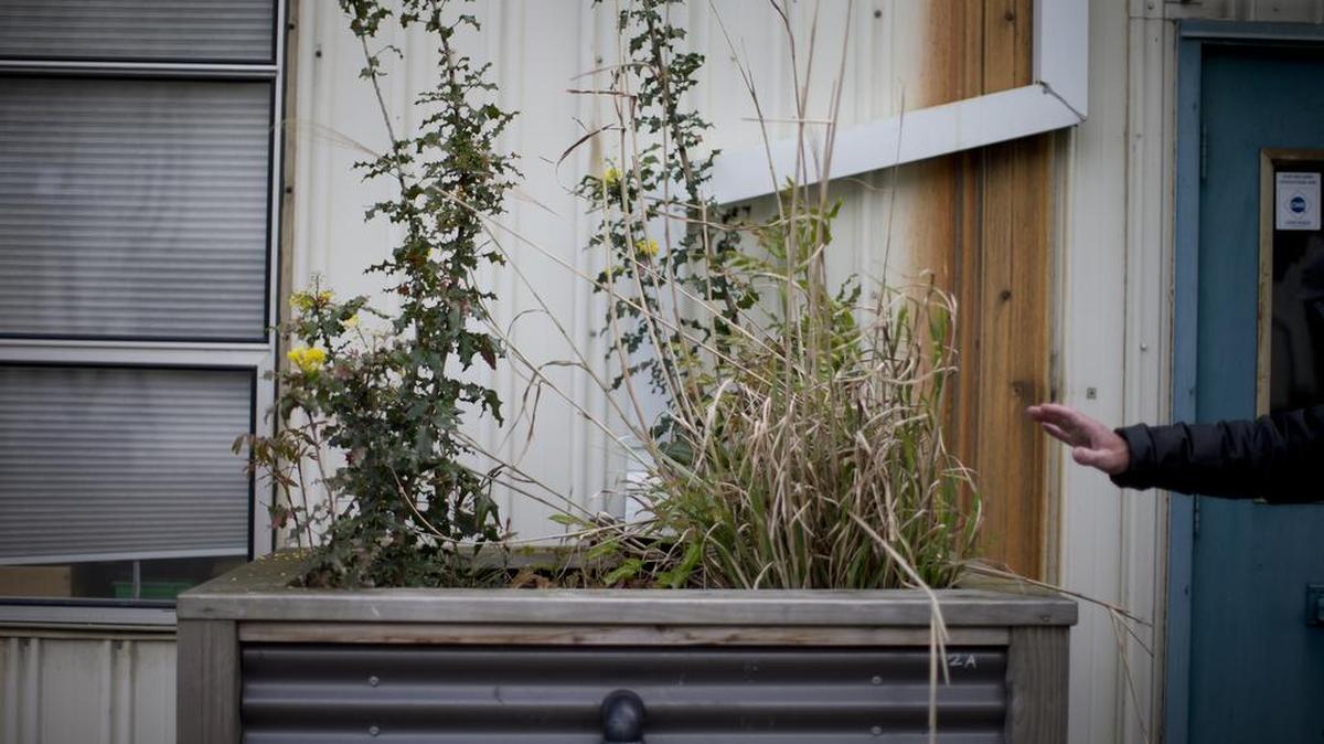 In this April 27, 2017, photo, Gabe Ablin, 21, an Environmental Ethics & Policy major at the University of Portland, stands near a series of raised flower beds as part of a project that hopes to create a habitat for the monarch butterfly in Portland, Ore. One year after first planting various milkweed seeds, Vigor intern Ablin will be one of over 700 UP undergraduates collecting a diploma Saturday.