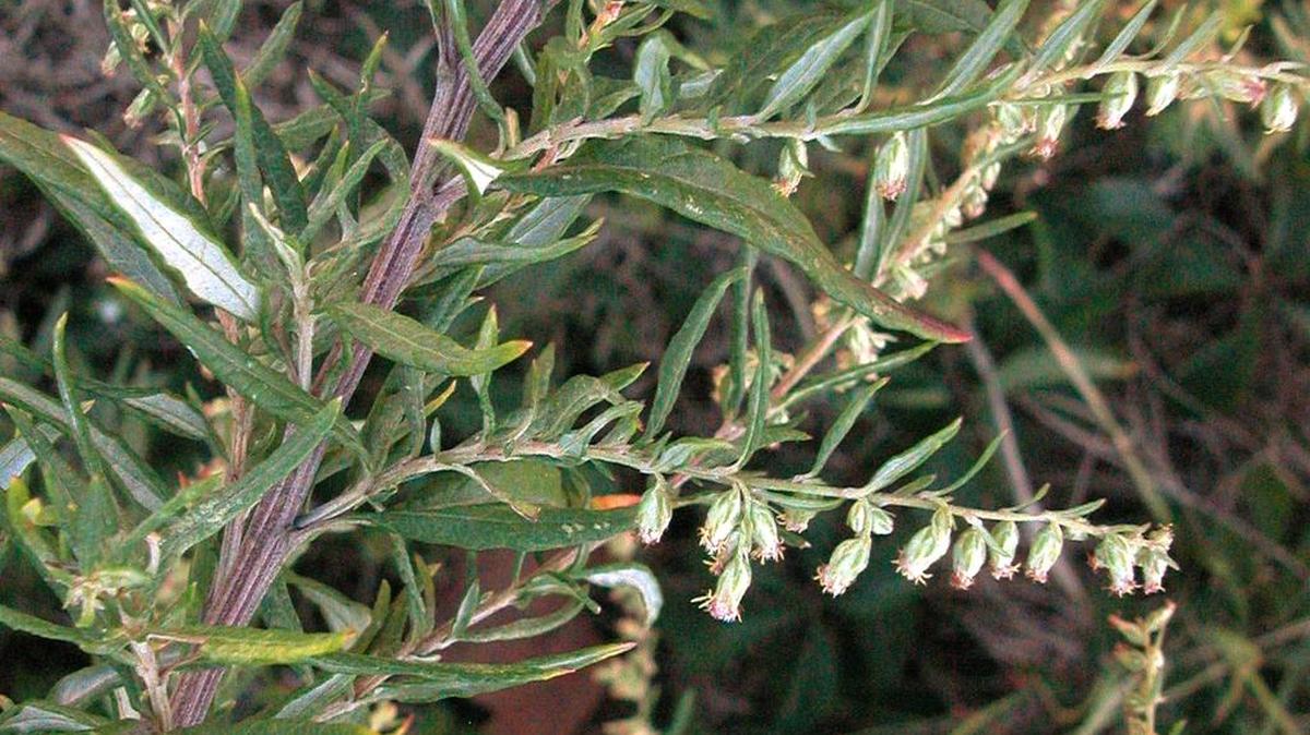 Pictured is this week’s Mystery plant, Artemisia vulgaris, or Mugwort.