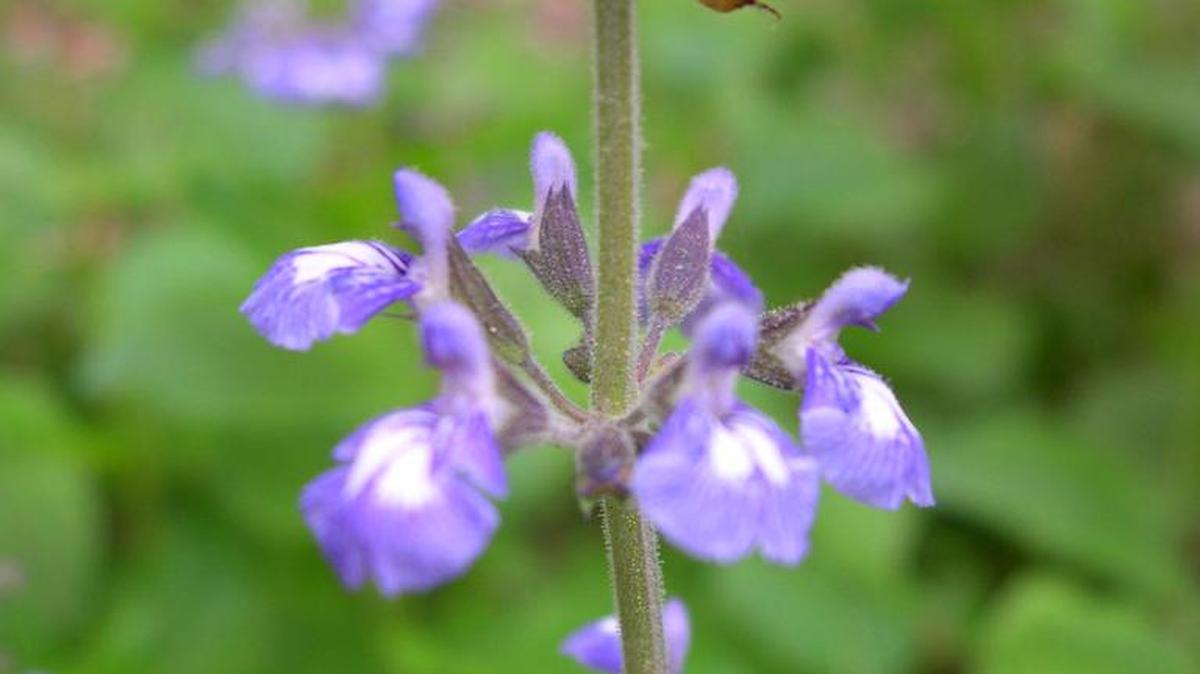Today’s Mystery Plant is “Nettle-leaf sage,” Salvia urticifolia.
