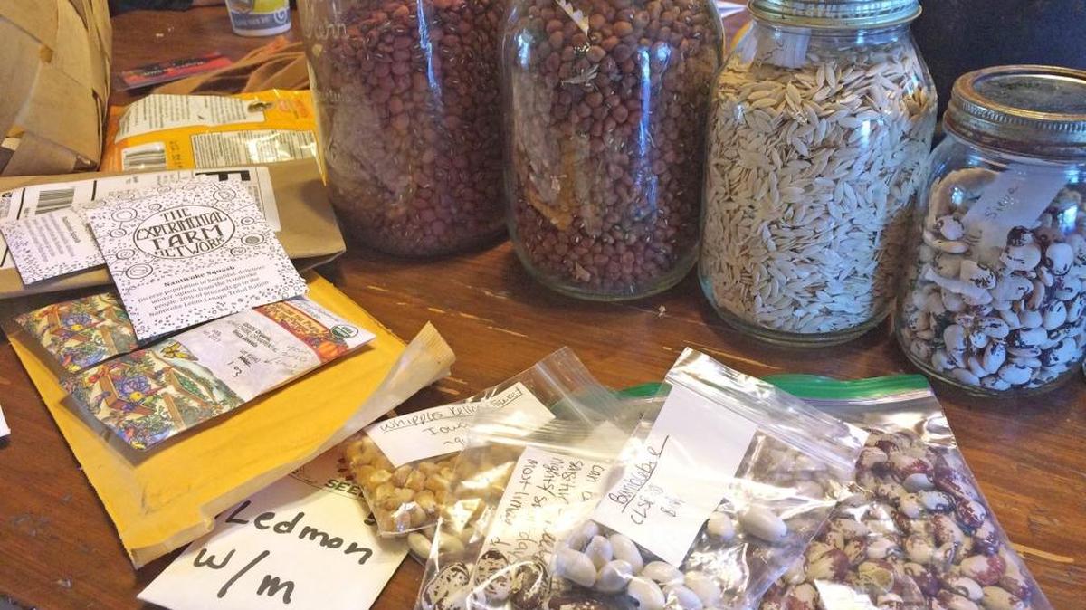 Rodger Winn saves heirloom vegetable seeds from plants that he has grown in Mason jars. As a respected grower of heirloom vegetables and flowers, Winn receives packages from seed catalog companies who pay him to grow plants to fullfil the demand for seed.