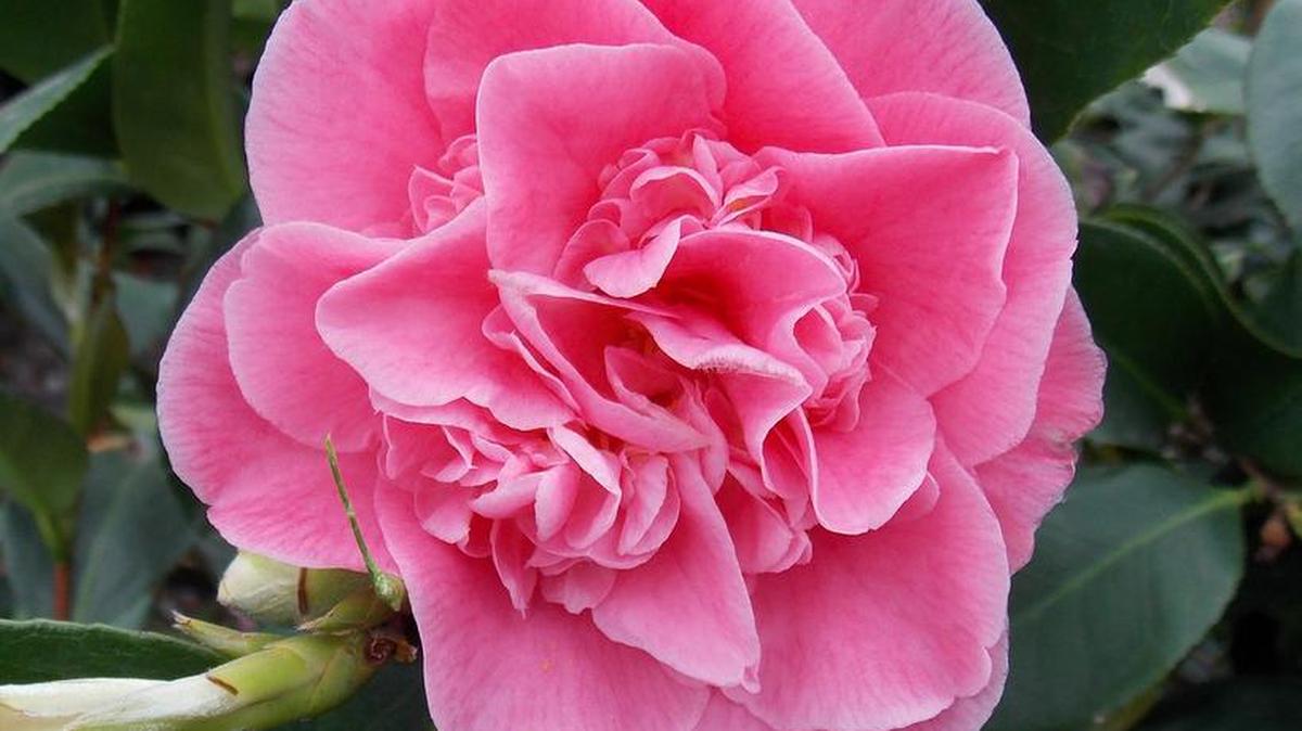 This undated photo provided by The Home Depot shows camelia japonica, which yields a beautiful magenta/pink dye. Planting natural dye gardens is becoming a popular pursuit for those with green thumbs, as well as artists who work in various mediums.