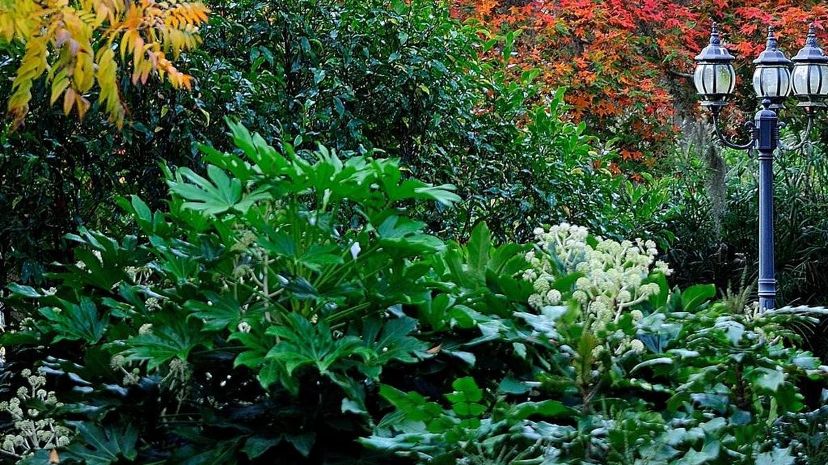 The dark evergreen leaves of the banana shrub are taller than the nearby lamppost and serve as the perfect complement to the fiery fall foliage.