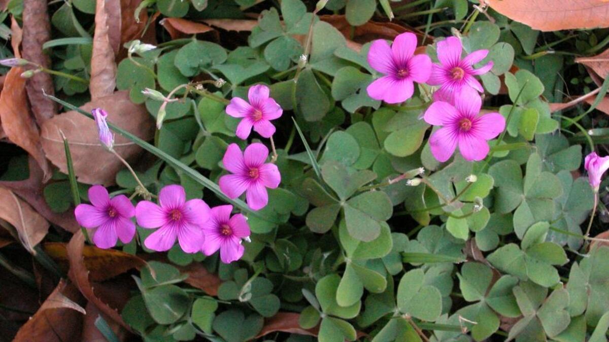 Oxalis articulata, pictured, is known more commonly as Windowbox wood-sorrel or Red wood-sorrel.